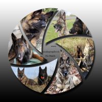 Blende-Die Hunde